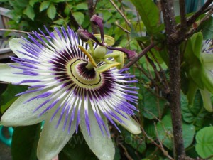 Passiflora